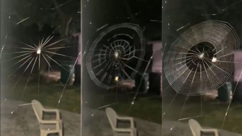 क्या आपने कभी मकड़ी को अपना जाल बुनते देखा है? यह Viral Video देख आपको नहीं होगा अपनी आंखों पर यकीन