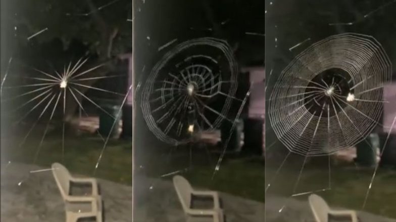 क्या आपने कभी मकड़ी को अपना जाल बुनते देखा है? यह Viral Video देख आपको नहीं होगा अपनी आंखों पर यकीन
