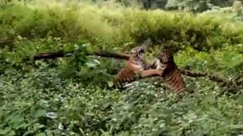 Tiger Fights Tiger: दो बाघों के बीच जब छिड़ी खतरनाक जंग, एक-दूसरे को कुछ इस तरह से पटखनी देते आए नजर (Watch Viral Video)
