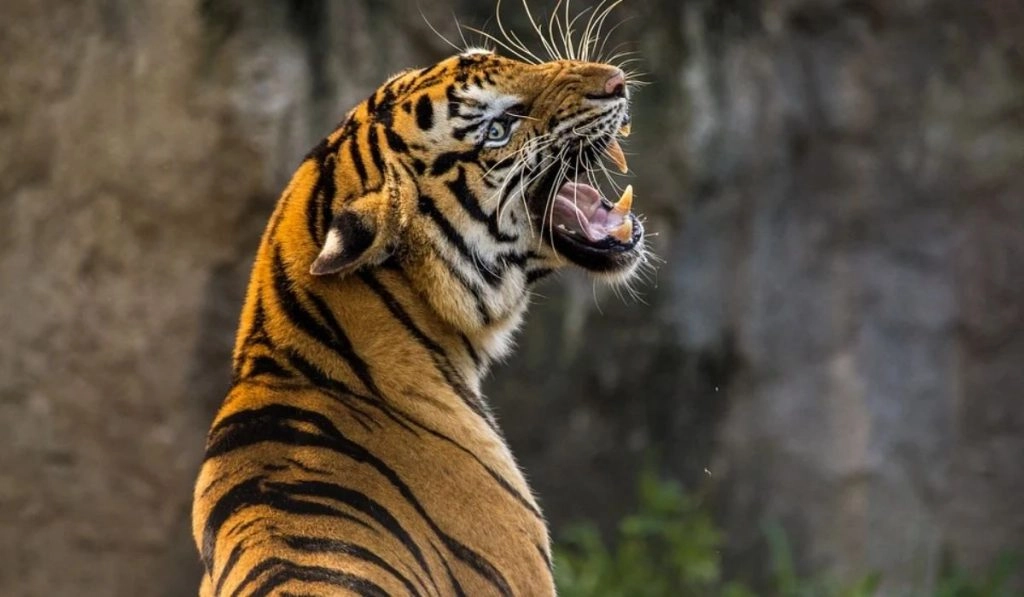 पलामू बाघ अभयारण्य में पशुओं की गणना में 500 से अधिक ट्रैप कैमरों का होगा इस्तेमाल