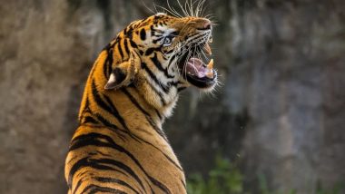 Viral Video: इंसानी बस्ती के करीब आकर दहाड़ने लगा बाघ, सुंदरबन से वायरल हुआ हैरान करने वाला वीडियो