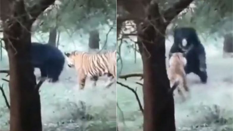 Viral Video: शिकार करने के इरादे से टाइगर ने किया भालू पर अटैक, लेकिन हुआ कुछ ऐसा… वायरल वीडियो देख दंग रह जाएंगे आप