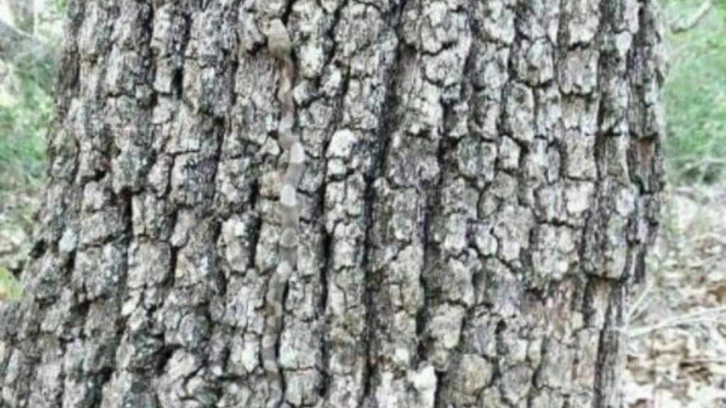 Viral Pic: इस फोटो में नजर आ रहे पेड़ में छुपा है एक खतरनाक सांप, ढूंढकर बताओ तो जानें