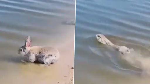 Rabbit Swimming Video: खरगोश के समुद्र में तैरने और पानी का आनंद लेने का दुर्लभ क्लिप हुआ वायरल, वीडियो देख लोग हुए हैरान