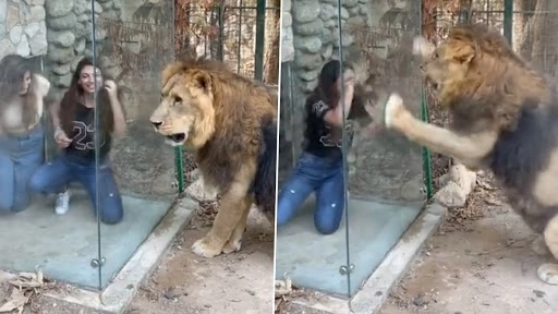 लेबनान के चिड़ियाघर में लड़कियों ने शेर से किया छेड़छाड़, जानवर ने दिया जबरदस्त रिएक्शन, देखें वीडियो