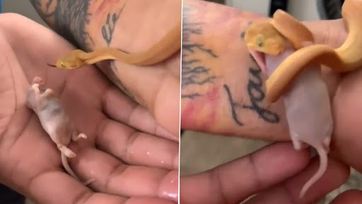 Snake Eating Rat: शख्स ने सांप को दिखाया मरा हुआ चूहा, उसके बाद स्नेक ने किया कुछ ऐसा...वीडियो देख हो जाएंगे हैरान