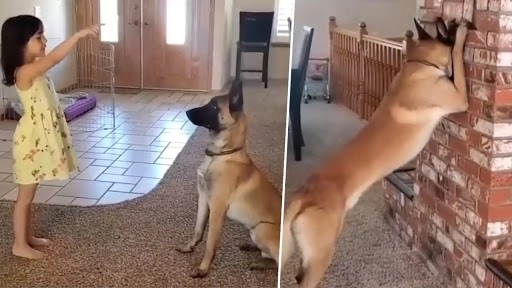 छोटी बच्ची के साथ लुका-छिपी खेलते कुत्ते का क्लिप वायरल, आपने पहले कभी नहीं देखा होगा ऐसा वीडियो