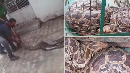 अजगर निगल गया जिंदा बंदर, वन अधिकारीयों ने ऐसे निकाला बाहर