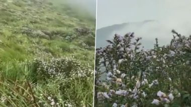 इडुक्की के शांतनपारा शालोम हिल्स में 12 साल बाद खिले नीलनुरिंकजी के फूल, देखें वीडियो