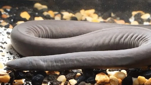 फ्लोरिडा में मिला दक्षिण अमेरिकी 'पेनिस स्नेक’, आप भी देखकर रह जाएंगे दंग