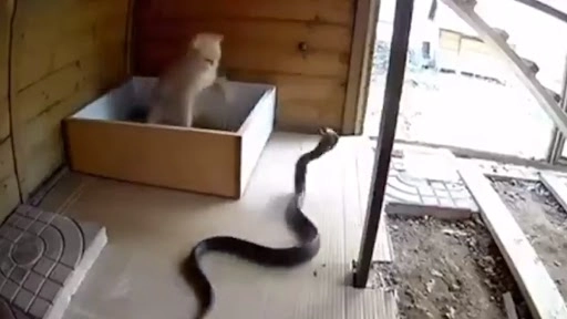  बिल्ली और किंग कोबरा में हुई जबरदस्त लड़ाई, कैट ने मारा सांप को जोर का पंजा, उसके बाद जो हुआ..देखें वीडियो