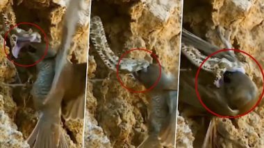 Snake Video: घोसले में छिपकर घात लगाए बैठा था रैटल स्नेक, पक्षी के अंदर घुसते ही धर दबोचा...उसके बाद जो हुआ..देखें वीडियो