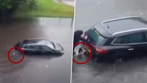 : ग्लासगो बाढ़ में फंसी कार को मालिक के साथ धक्का लगाता कुत्ते का क्लिप वायरल, वीडियो देख हो जाएंगे दंग