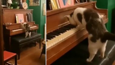 Cat Playing the Piano Video: एक प्रोफेशनल की तरह पियानो बजाते हुए बिल्ली का क्लिप वायरल, वीडियो ने जीता लोगों का दिल