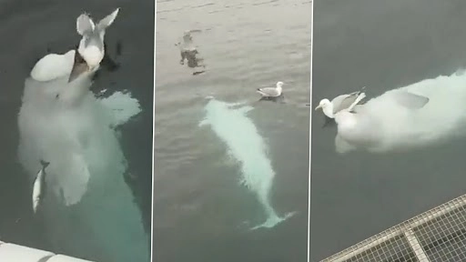 सीगल के साथ बेलुगा व्हेल के खेलने का क्यूट क्लिप वायरल, इतना प्यारा वीडियो आपने कभी नहीं देखा होगा