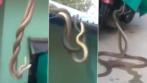 छत पर एक दूसरे के साथ रोमांस करते नाग- नागिन क्लिप वायरल, वीडियो देख रहा जाएंगे हैरान