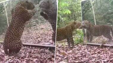 Leopard Video: शीशे में अपने आप को देखकर तेंदुए ने मारा झपट्टा, उसके बाद जो हुआ...देखें वीडियो