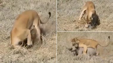 Viral Video: जमीन के अंदर से शेरनी ने ऐसे निकाला अपना शिकार, उसके बाद जो हुआ...देखें वीडियो