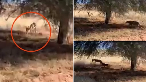 हिरण पर घात लगाए बैठा था तेंदुआ, ऐसे किया हमला..उसके बाद जो हुआ देखें वीडियो