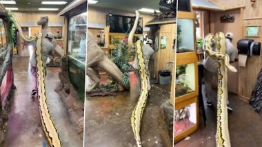 Man Carries 22 Foot Long Snake: अपने कंधे पर 22 फुट लंबे अजगर को ले जाते हुए शख्स का क्लिप वायरल, वीडियो देख हो जाएंगे दंग