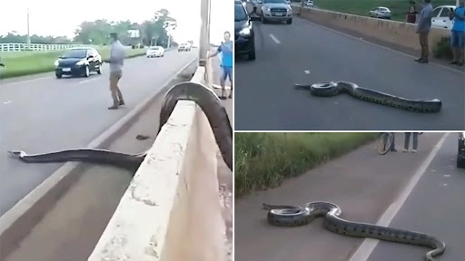 विशालकाय एनाकोंडा को व्यस्त सड़क पार करते हुए देख ट्रैफिक रुका, वीडियो हुआ वायरल