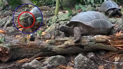 शाकाहारी कहे जाने वाले कछुए ने किया पक्षी का शिकार, वीडियो देख रह जाएंगे दंग