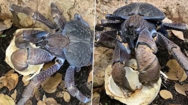 Crab Eating Coconut: विशाल केकड़े का फ्रेश नारियल खाते हुए क्लिप वायरल, वीडियो देख हैरान हुए लोग