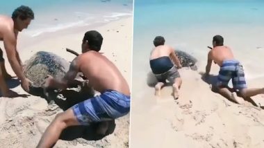 Giant Tortoise Video: समुद्र किनारे रेत पर उल्टा हो गया था विशाल कछुआ, टूरिस्ट ने सीधा कर छोड़ा पानी में, देखें वीडियो