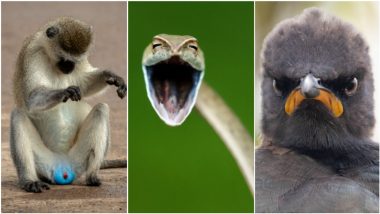 Comedy Wildlife Photography Awards 2021: कॉमेडी वाइल्डलाइफ फोटोग्राफी अवॉर्ड्स के फाइनलिस्टों की पूरी लिस्ट के साथ देखें जानवरों के मजेदार फोटोज