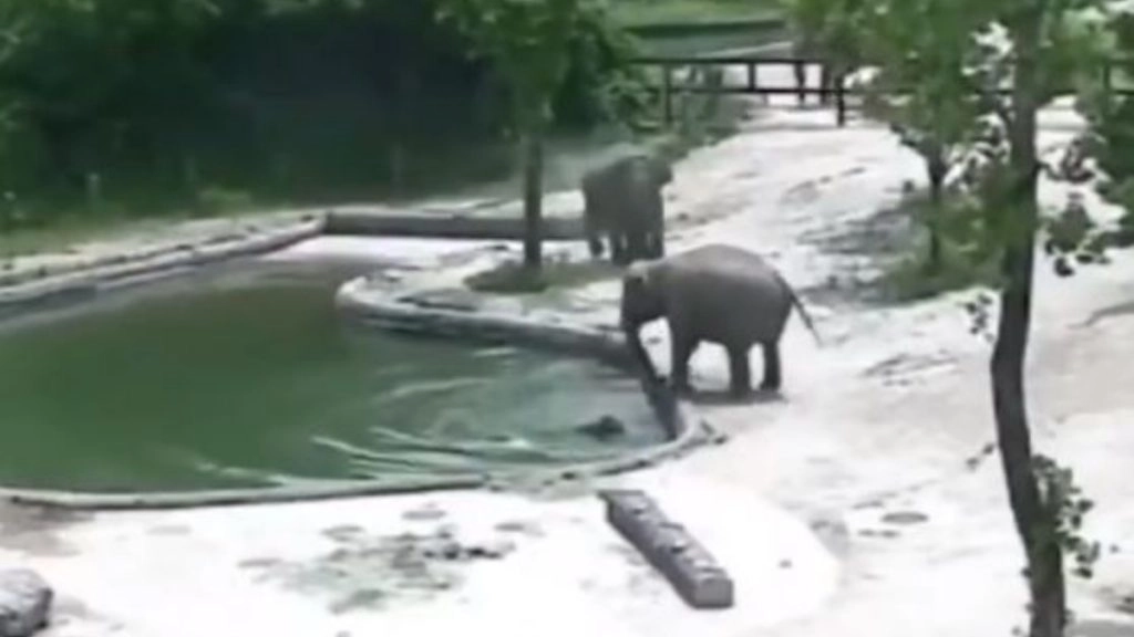 पानी में गिरा बेबी एलिफेंट, हाथी के परिवार ने ऐसे बचाई उसकी जान, Viral Video जीत लेगा आपका दिल