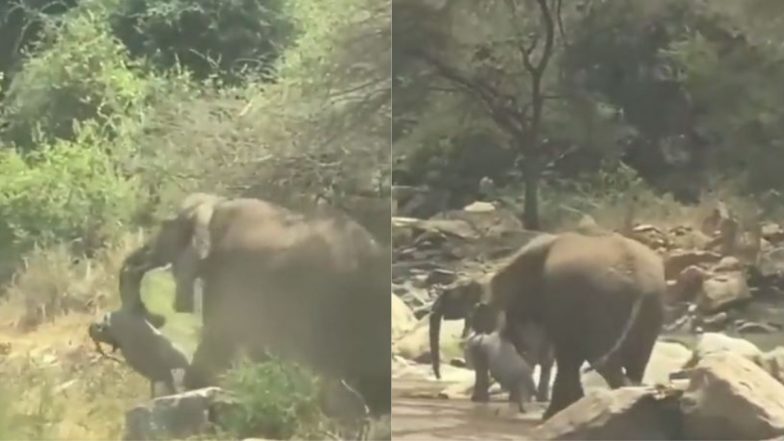 Elephant Viral Video: नन्हे हाथी के शव को लेकर यहां-वहां घूमती दिखी हथिनी, मां की बेबसी को देख भावुक हुए लोग