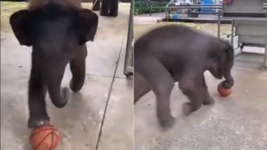 फुटबॉल खेलते नन्हे हाथी का मनमोहक वीडियो हुआ वायरल, जिसे देख लोगों को आई अपने बचपन की याद (Watch Viral Video)