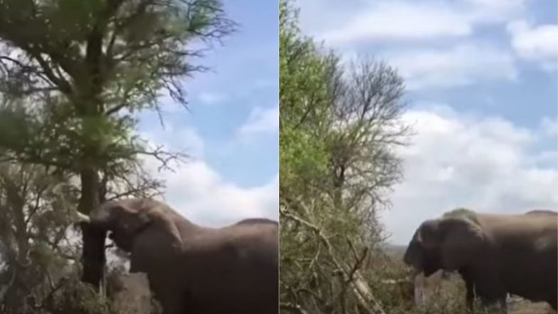 गजराज ने जब पेड़ को बनाया अपने गुस्से का शिकार, Viral Video में देखें हाथी की ताकत का अंजाम
