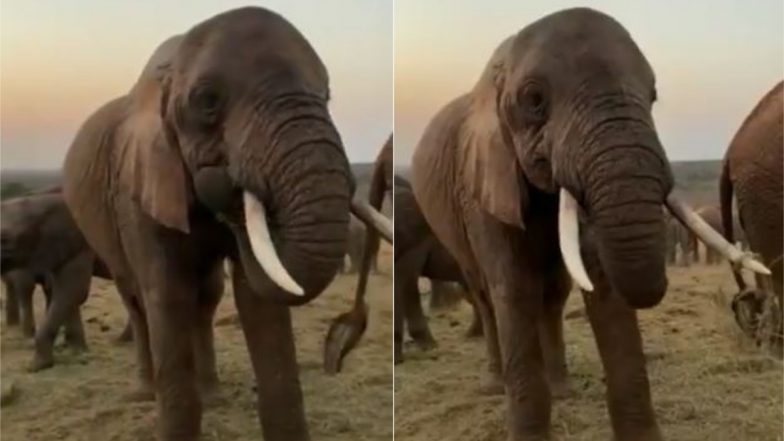 Viral Video: जंगल में एक जगह पर इकट्ठा होकर ब्रेकफास्ट करते हाथियों का वीडियो हुआ वायरल, देखकर बन जाएगा आपका दिन