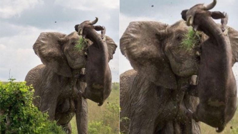 Viral Pic: बार-बार परेशान कर रही भैंस को गुस्साई हथिनी कुछ यूं उठाकर पटका, जिसे देख दांतों तले उंगली दबाने पर हो जाएंगे मजबूर