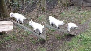 Viral Video: लकड़ी के पटरे पर चढ़कर अटखेलियां करते दिखे बकरी के बच्चे, वायरल वीडियो देख बन जाएगा आपका दिन