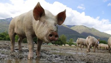 त्रिपुरा में अफ्रीकी स्वाइन बुखार के मामले सामने आने पर 165 सूअरों को मार दिया गया