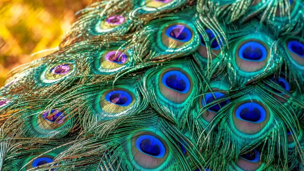 जानें किन-किन समस्याओं का समाधान करते हैं मोर पंख?