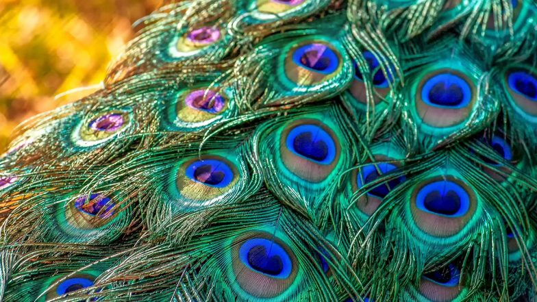 Importance of Peacock Feather: जानें किन-किन समस्याओं का समाधान करते हैं मोर पंख?