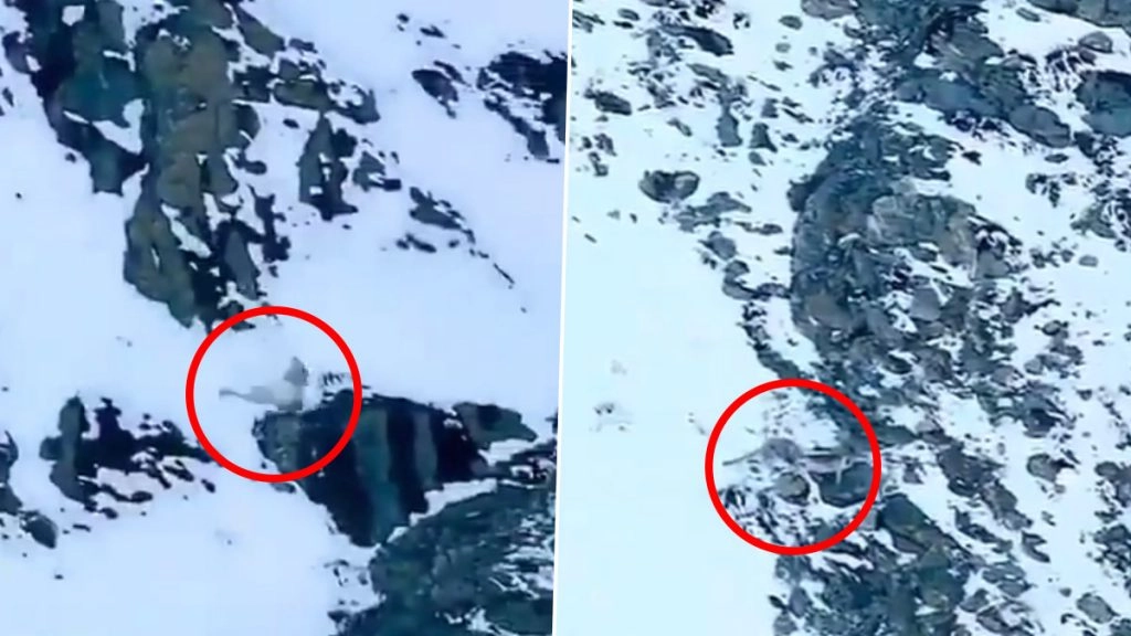 बर्फ की सफेद चादर से ढके चट्टान से गिरा हिम तेंदुआ, रोंगटे खड़े कर देने वाला वीडियो हुआ वायरल 