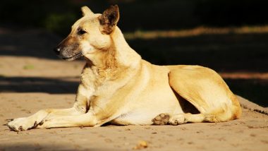 Animal Brutality: मुंबई में पशु क्रूरता का दिल दहला देने वाला मामला आया सामने, अज्ञात शख्स ने काटा कुत्ते का लिंग