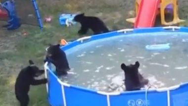 Bear Cubs Viral Video: नन्हे भालूओं की पूल पार्टी का वीडियो हुआ वायरल, जो आपको दिला देगा आपके मस्ती भरे दिनों की याद