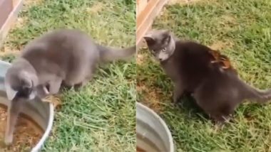 बिल्ली ने गिलहरी को किया परेशान, उसे सबक सिखाने के लिए नन्ही सी जीव ने किया कुछ ऐसा (Watch Viral Video)
