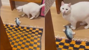 ऑस्ट्रेलिया के मेलबर्न में भूंकप आने से पहले बिल्ली को हुआ इसका अभास, Viral Video में देखें कैसे किया अपने मालिक को सतर्क