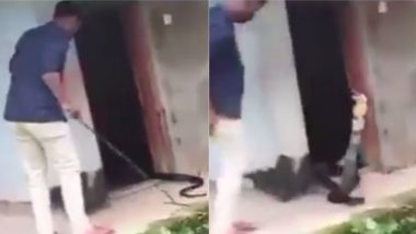 पूंछ पकड़ कर शख्स कर रहा था किंग कोबरा को रेस्क्यू, तभी गुस्साए नागराज ने फन फैलाकर किया कुछ ऐसा… (Watch Viral Video)