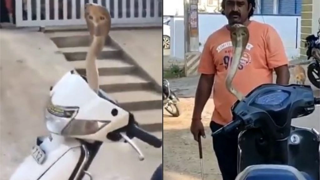 स्कूटी के हैंडल से जब फन फैलाकर निकला किंग कोबरा, देखिए कैसे किया गया नागराज को रेस्क्यू