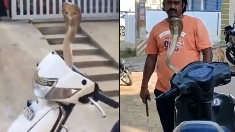 King Cobra Viral Video: स्कूटी के हैंडल से जब फन फैलाकर निकला किंग कोबरा, देखिए कैसे किया गया नागराज को रेस्क्यू