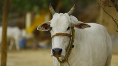 Karnataka: गायों के साथ अप्राकृतिक यौनाचार करने वाले शख्स को पुलिस ने किया गिरफ्तार