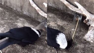 ग्लास में फंसी चीज को निकालने के लिए कौए ने लगाया गजब का जुगाड़, Viral Video देख लोग हुए पक्षी के कायल