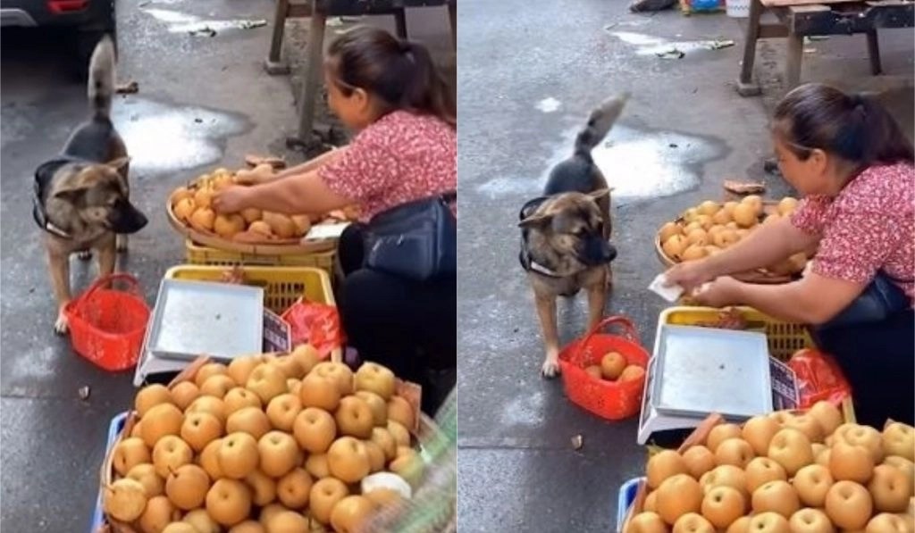 शॉपिंग बास्केट और पैसे लेकर मार्केट पहुंचा कुत्ता, फल-सब्जी खरीदते डॉगी को देख हैरान हुए लोग 